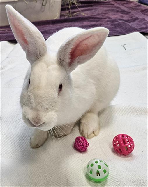 adoptable Rabbit in Palmetto, FL named MARSHMELLOW