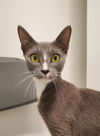 adoptable Cat in Palmetto, FL named SATIN