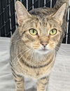 adoptable Cat in Palmetto, FL named NATALIE