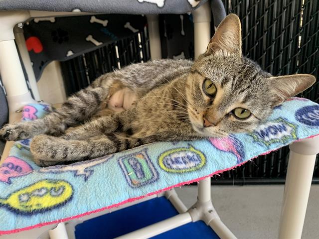 adoptable Cat in Palmetto, FL named FURRLICITY