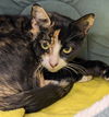 adoptable Cat in Palmetto, FL named ATHENA