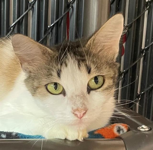 adoptable Cat in Palmetto, FL named PIPER