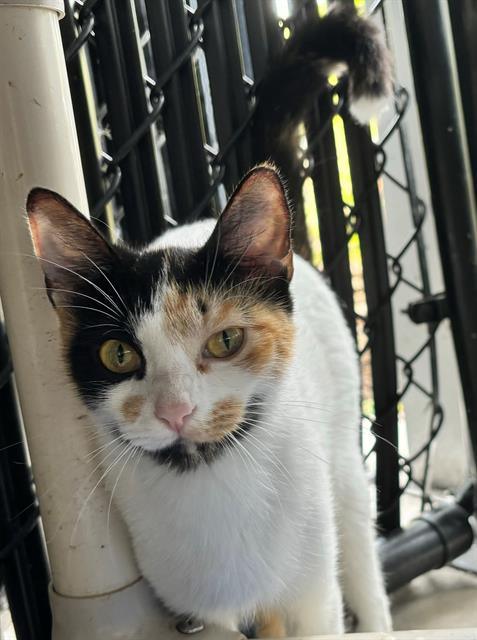 adoptable Cat in Palmetto, FL named TRUFFLES