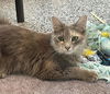 adoptable Cat in Palmetto, FL named SUSHI