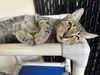 adoptable Cat in Palmetto, FL named BETSY