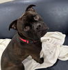 adoptable Dog in Palmetto, FL named MEATHEAD