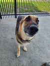 adoptable Dog in Palmetto, FL named ROCCO