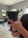 adoptable Cat in Palmetto, FL named DOTTIE