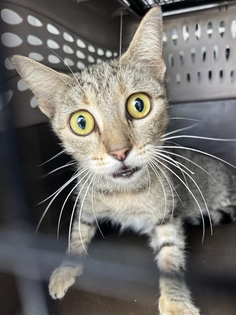 adoptable Cat in Palmetto, FL named CALMAINE