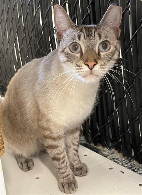 adoptable Cat in Palmetto, FL named JAMEEL