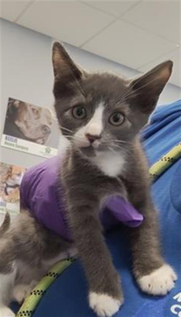 adoptable Cat in Palmetto, FL named PANCAKE