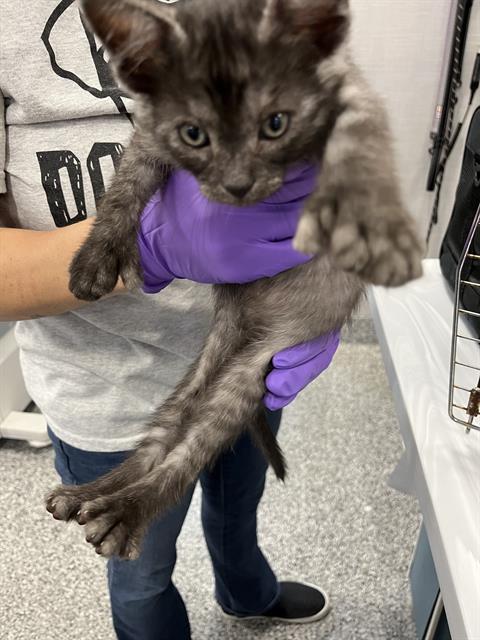 adoptable Cat in Palmetto, FL named A124525