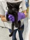 adoptable Cat in Palmetto, FL named A124526