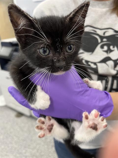 adoptable Cat in Palmetto, FL named A124527