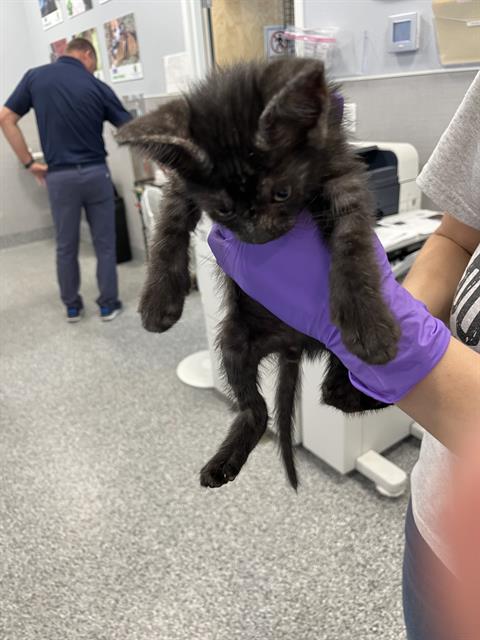 adoptable Cat in Palmetto, FL named A124529