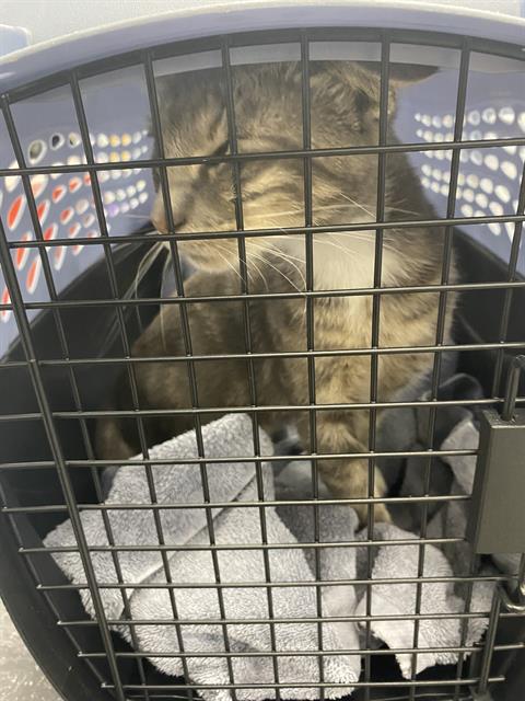 adoptable Cat in Palmetto, FL named SMARTIE