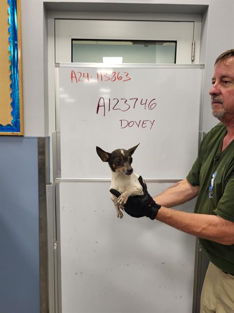 adoptable Dog in Palmetto, FL named DOVEY