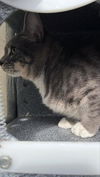 adoptable Cat in  named THICKASAURS