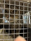 adoptable Cat in , FL named MC