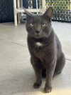 adoptable Cat in Palmetto, FL named LONNIE