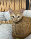 adoptable Cat in Palmetto, FL named MILTON