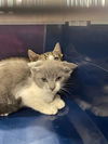 adoptable Cat in Palmetto, FL named ICEMAN