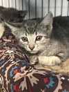 adoptable Cat in Palmetto, FL named GOOSE