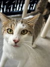 adoptable Cat in Palmetto, FL named CARL