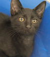 adoptable Cat in Palmetto, FL named ONYX