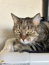 adoptable Cat in Palmetto, FL named AVERY