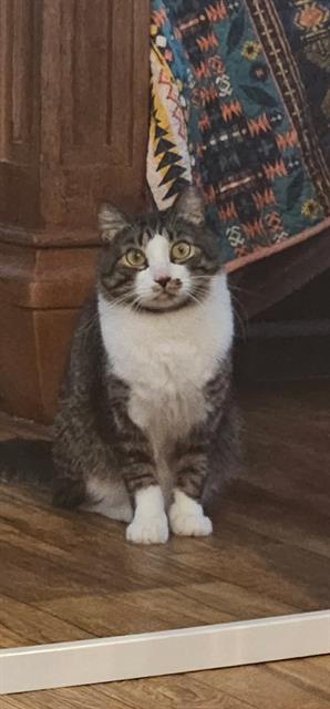 picture of the cat needing adoption