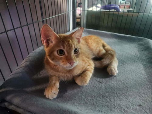 picture of the cat needing adoption