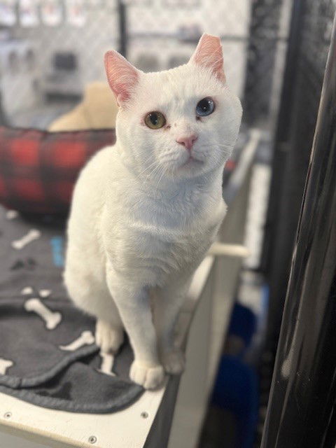 adoptable Cat in Palmetto, FL named WINTER
