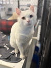 adoptable Cat in palmetto, FL named WINTER