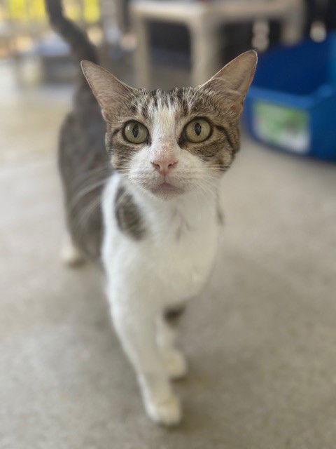 adoptable Cat in Palmetto, FL named ZOEY