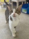 adoptable Cat in palmetto, FL named ZOEY