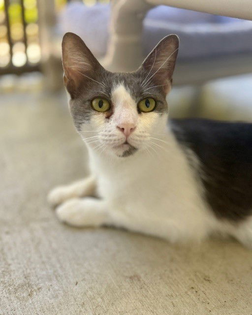adoptable Cat in Palmetto, FL named MIMI