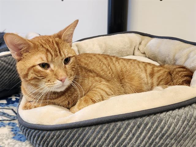 adoptable Cat in Palmetto, FL named OSCAR