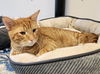 adoptable Cat in palmetto, FL named OSCAR