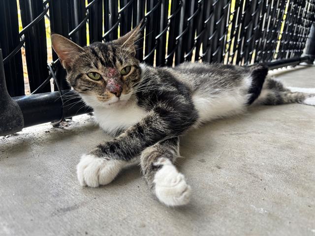 adoptable Cat in Palmetto, FL named SKYE