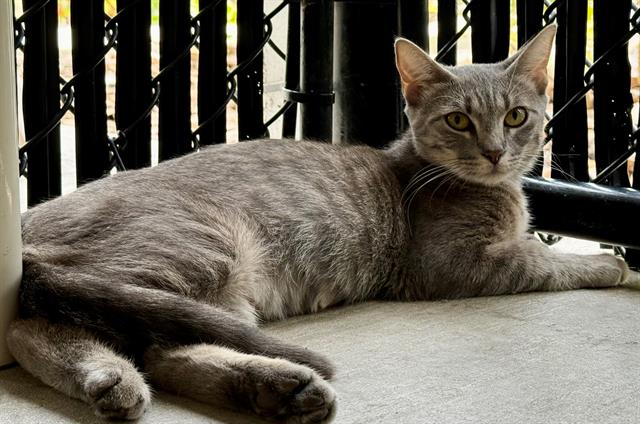 adoptable Cat in Palmetto, FL named CHURRO