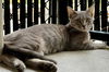 adoptable Cat in Palmetto, FL named CHURRO