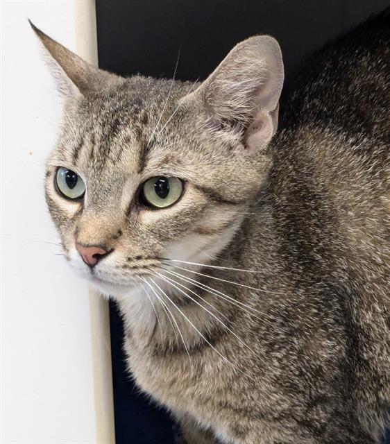adoptable Cat in Palmetto, FL named DUTCHESS