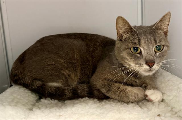 adoptable Cat in Palmetto, FL named MAE