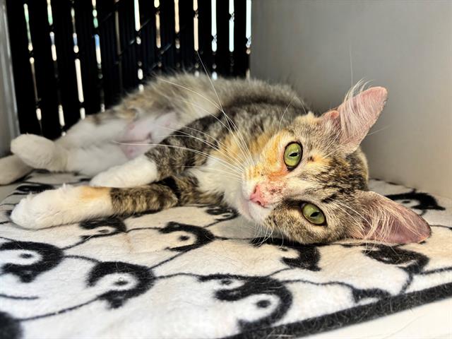 adoptable Cat in Palmetto, FL named ARTEMIS