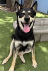 adoptable Dog in  named WYATT