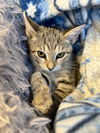 adoptable Cat in palmetto, FL named TOOTSIE