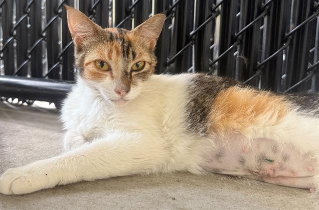 adoptable Cat in Palmetto, FL named BUTTERFINGER