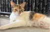 adoptable Cat in Palmetto, FL named BUTTERFINGER