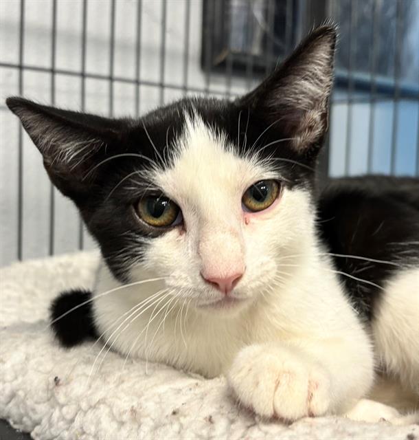 adoptable Cat in Palmetto, FL named LOLLIPOP